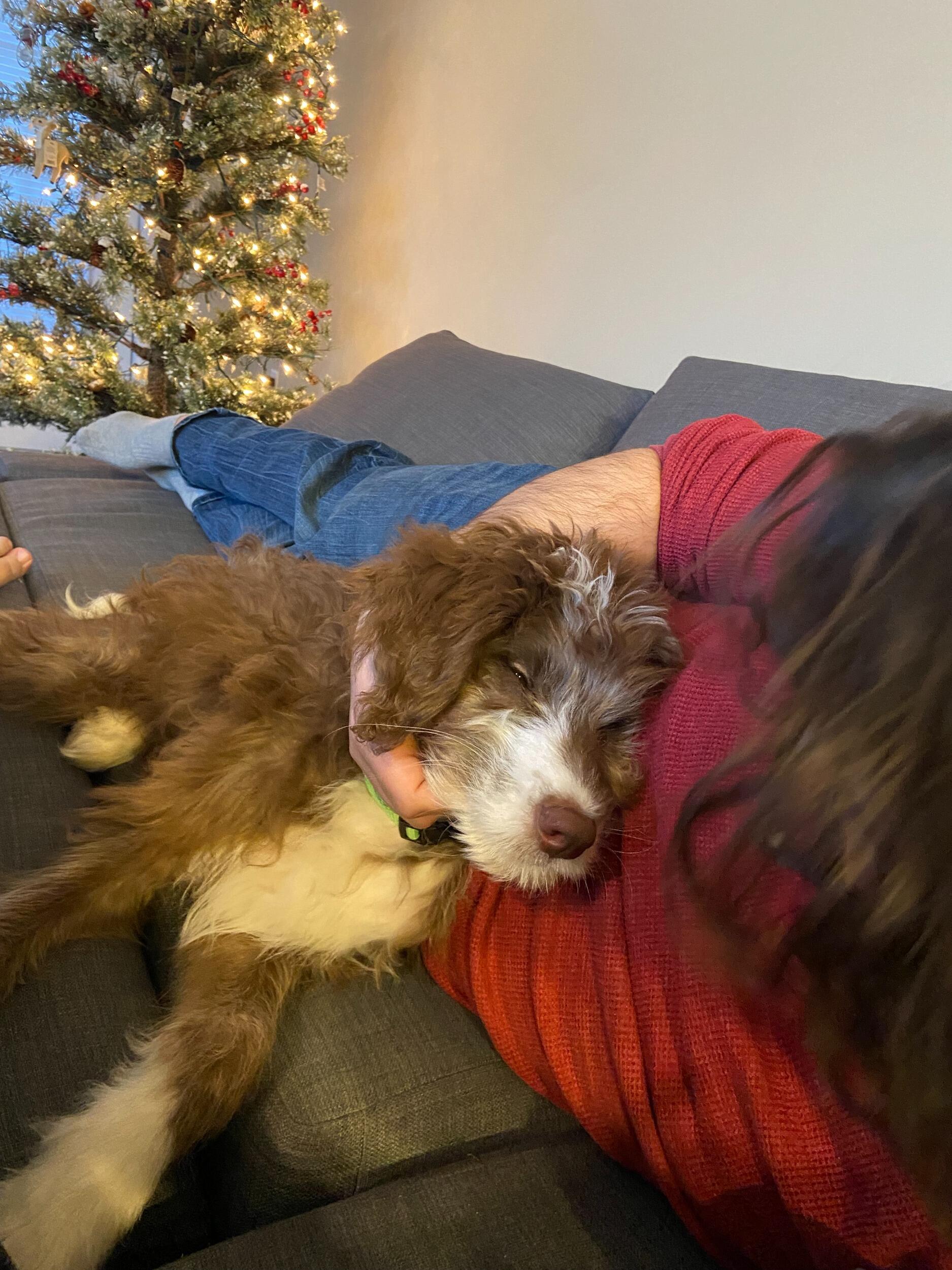 Puppy snuggles with Rachel's puppy, Gus. 