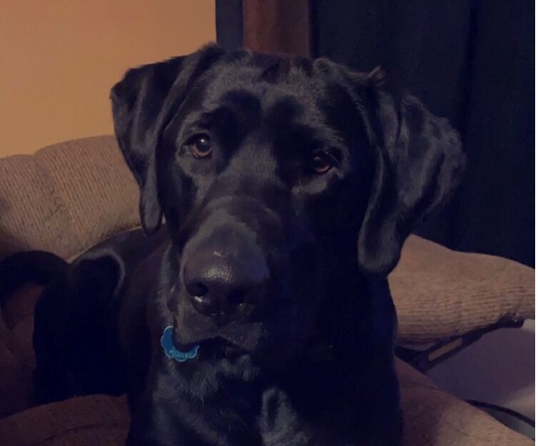 We got our fur baby Captain in February 2020 - he will be 5 this year and we love him so much!