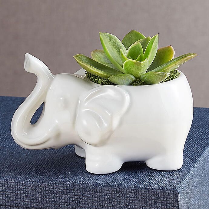 Elephant succulent planter