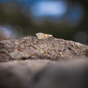 Gallery Photo 7