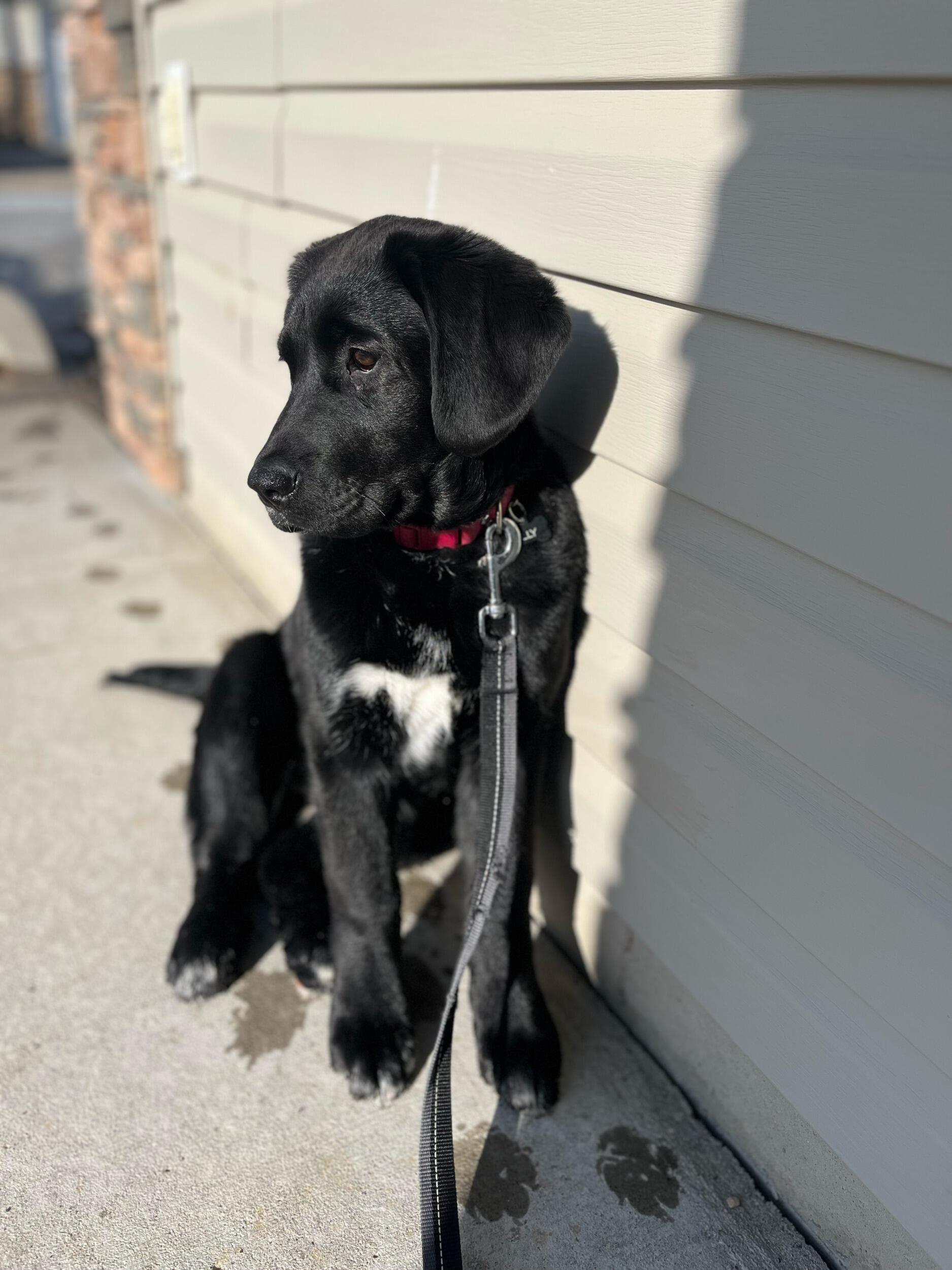 We picked up our sweet puppy Lilly!
