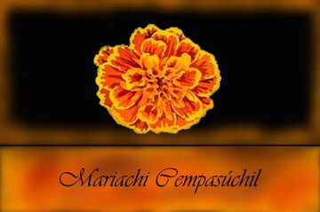 Mariachi Cempasuchil - Mariachi Band - Chicago, IL - Hero Main