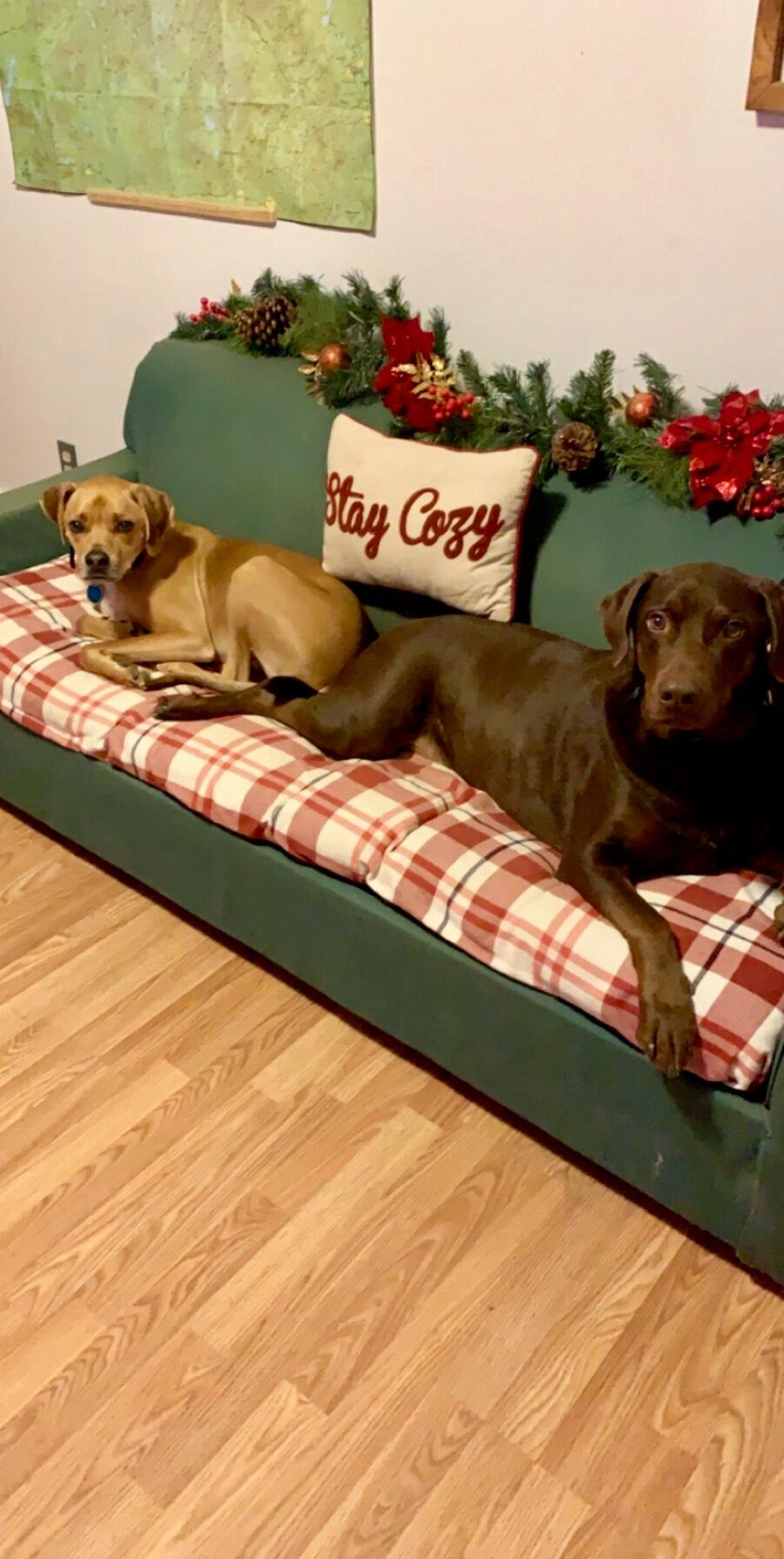 Ryan and Ben aren't the only ones that have made new friends! Casper and his best bud Moose! 