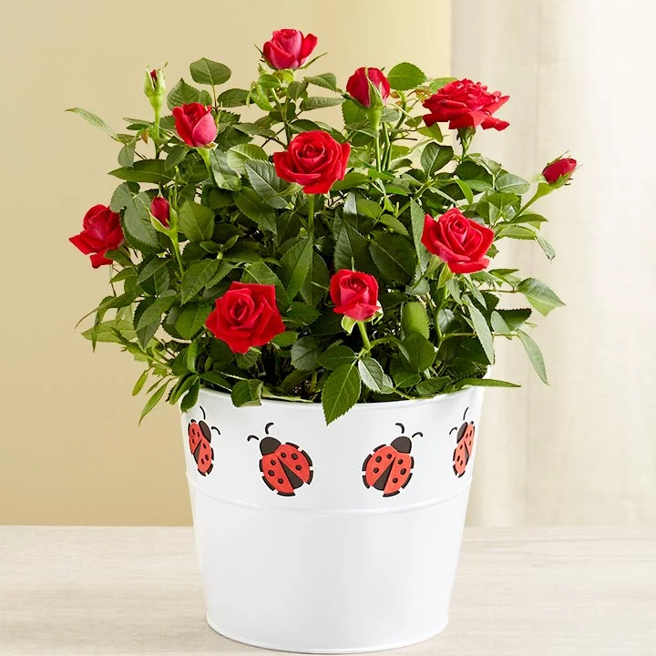 Red Rose Plant from 1-800 Flowers for your 49th wedding anniversary