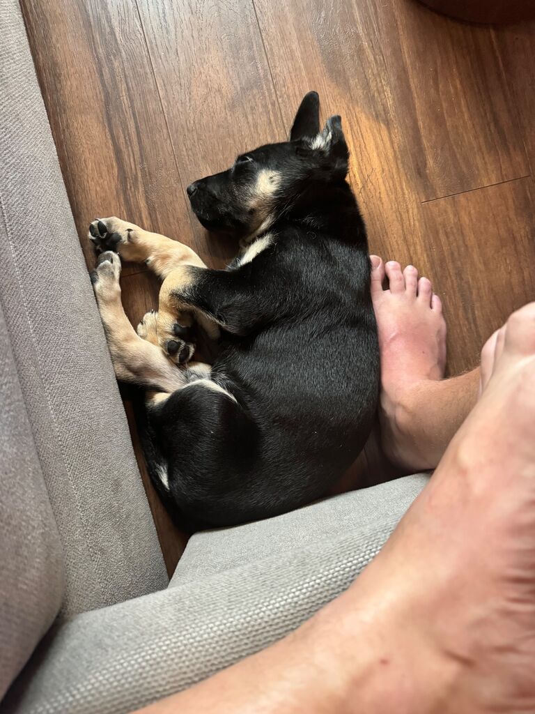 He was all tuckered out.
