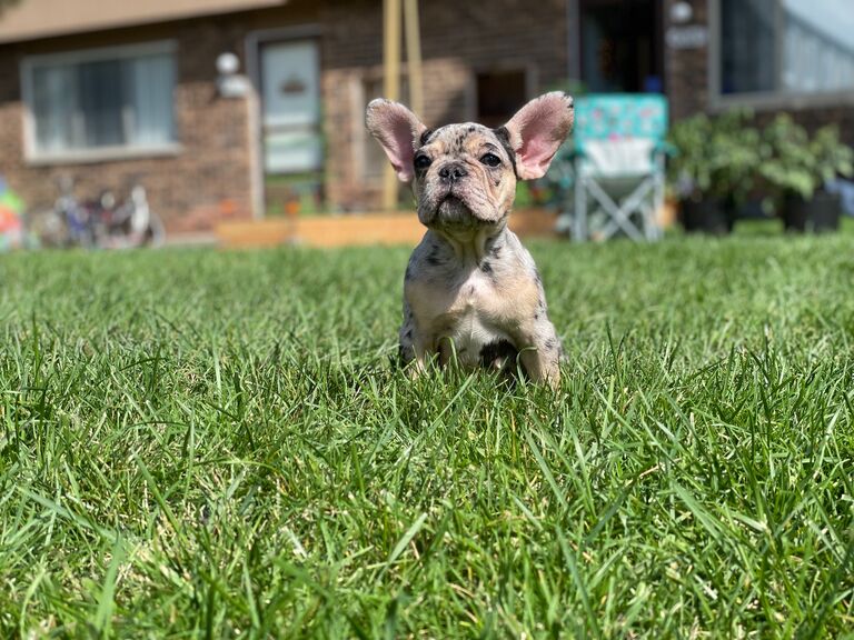 After becoming puppy parents and noticing how full our house has become with a little fur baby running around, we decided to welcome another baby to our family, Athena 🤍