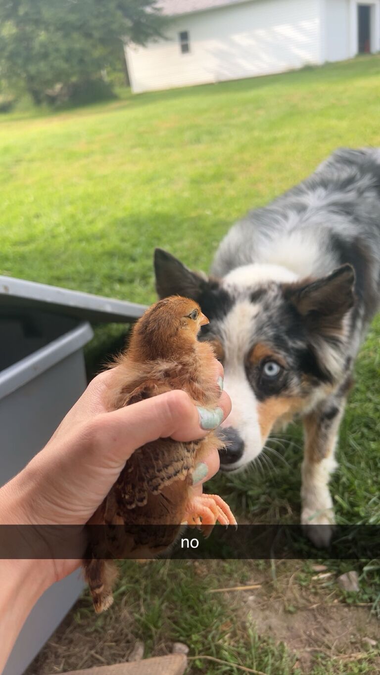 got chickens 