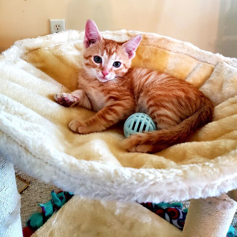 Adopted our first born, Dmitrious Johnson.