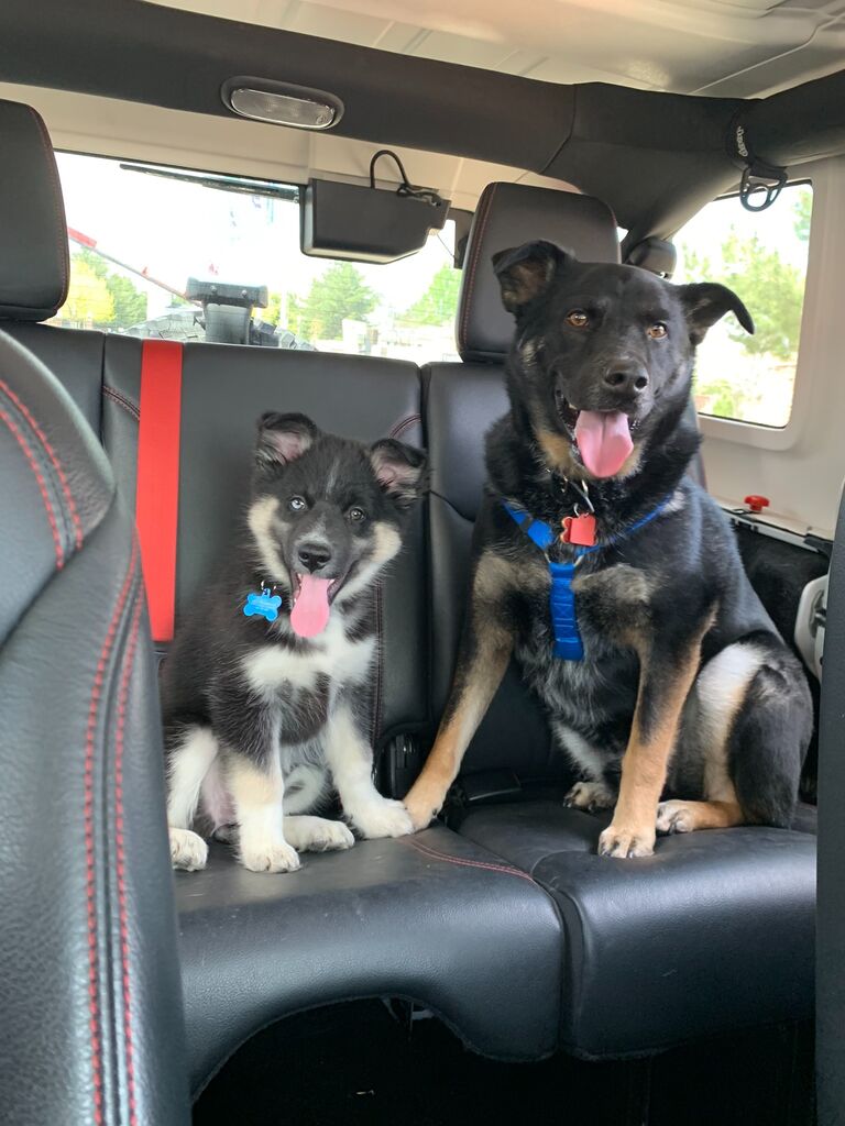 Expanded our family!