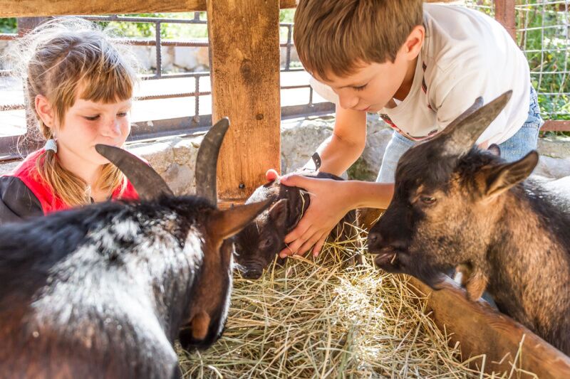 Petting zoo - birthday party ideas for 8 year olds