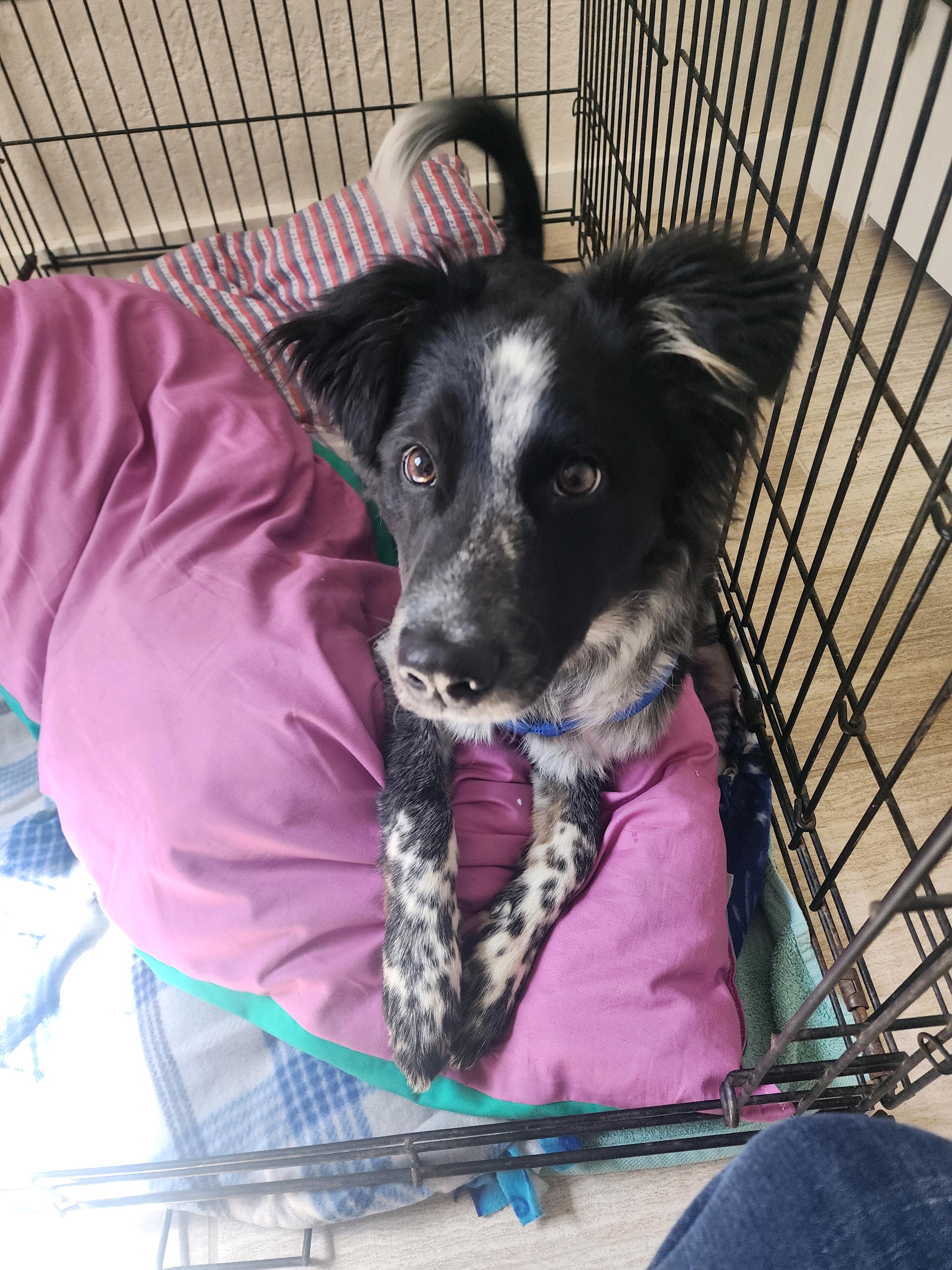 Hunter & Ash adopt their first fur baby together. Meet Milo!