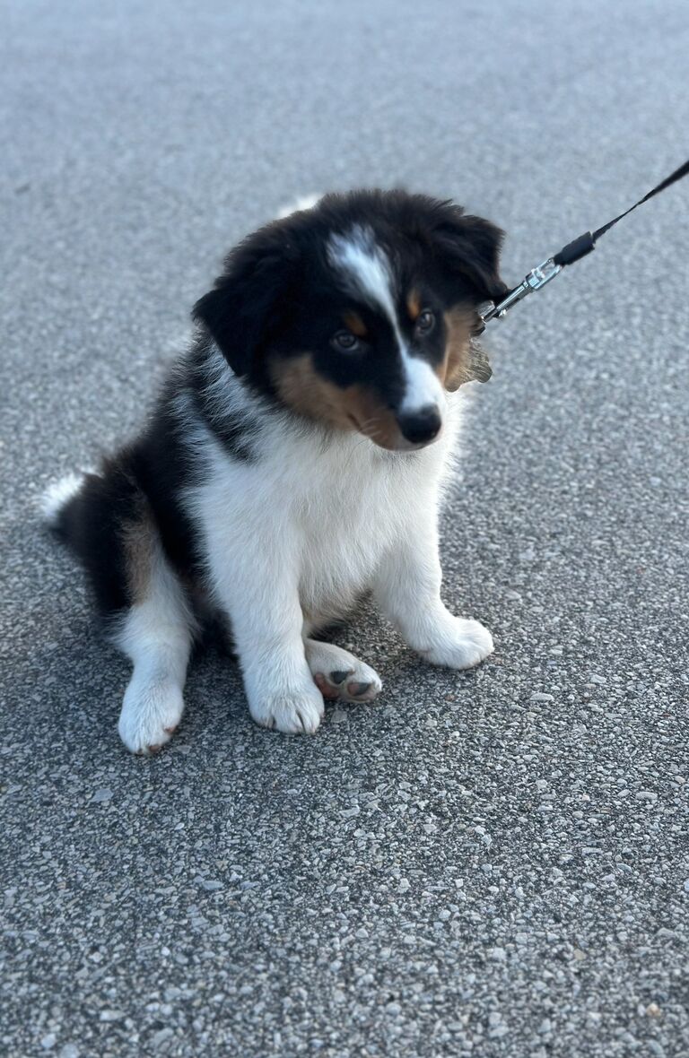 Timmy and Lydia adopted a dog Chip! He's an Australian Shepherd Collie Mix with lots of energy!