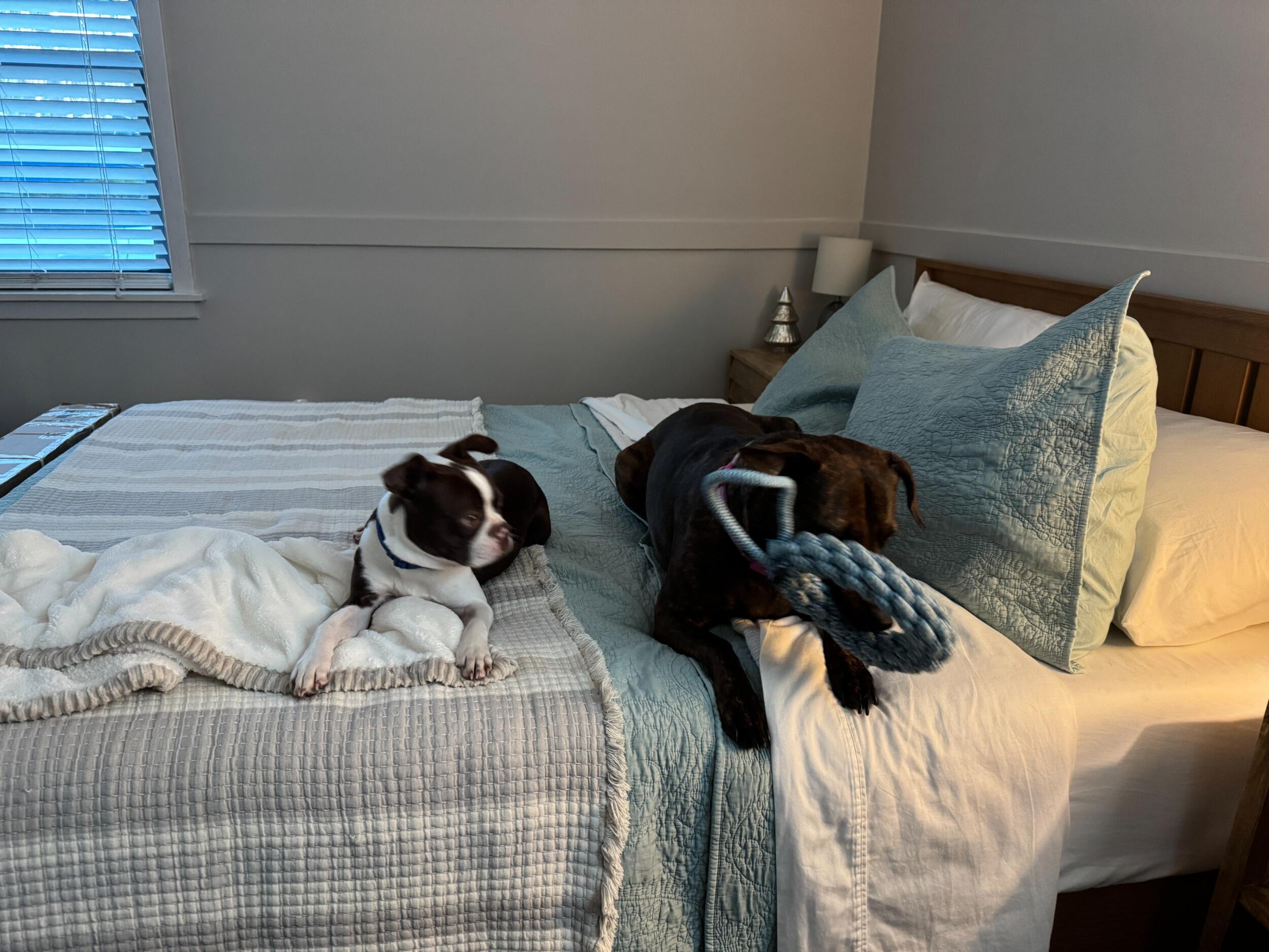 Added a second set of paws in our life, Enzo Smith! His big sister, Oakley, is definitely his bestie :)