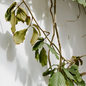 Gallery Photo 4
