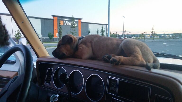 Picked up Hades (first dog together)
