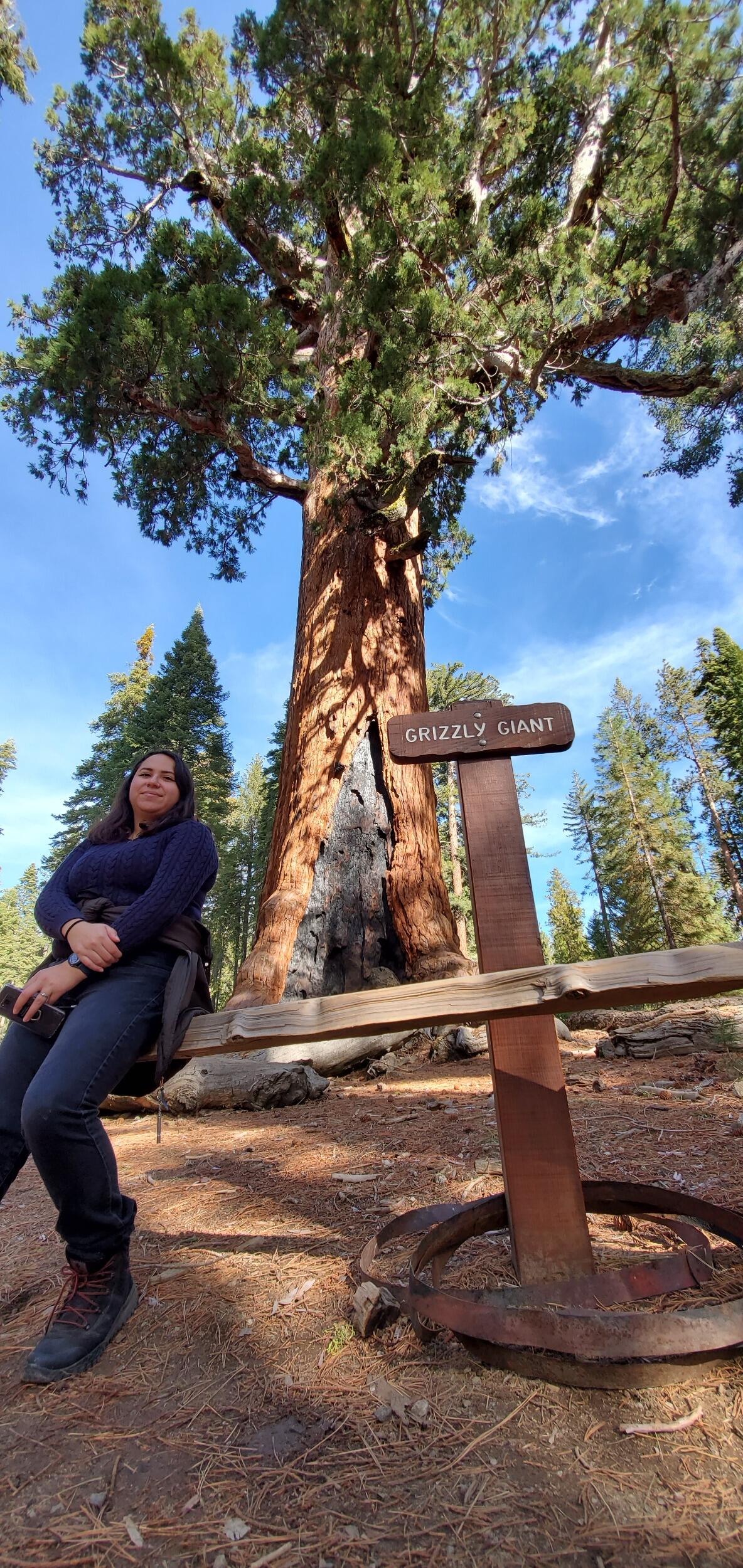 Mariposa Grove | Grizzly Giant