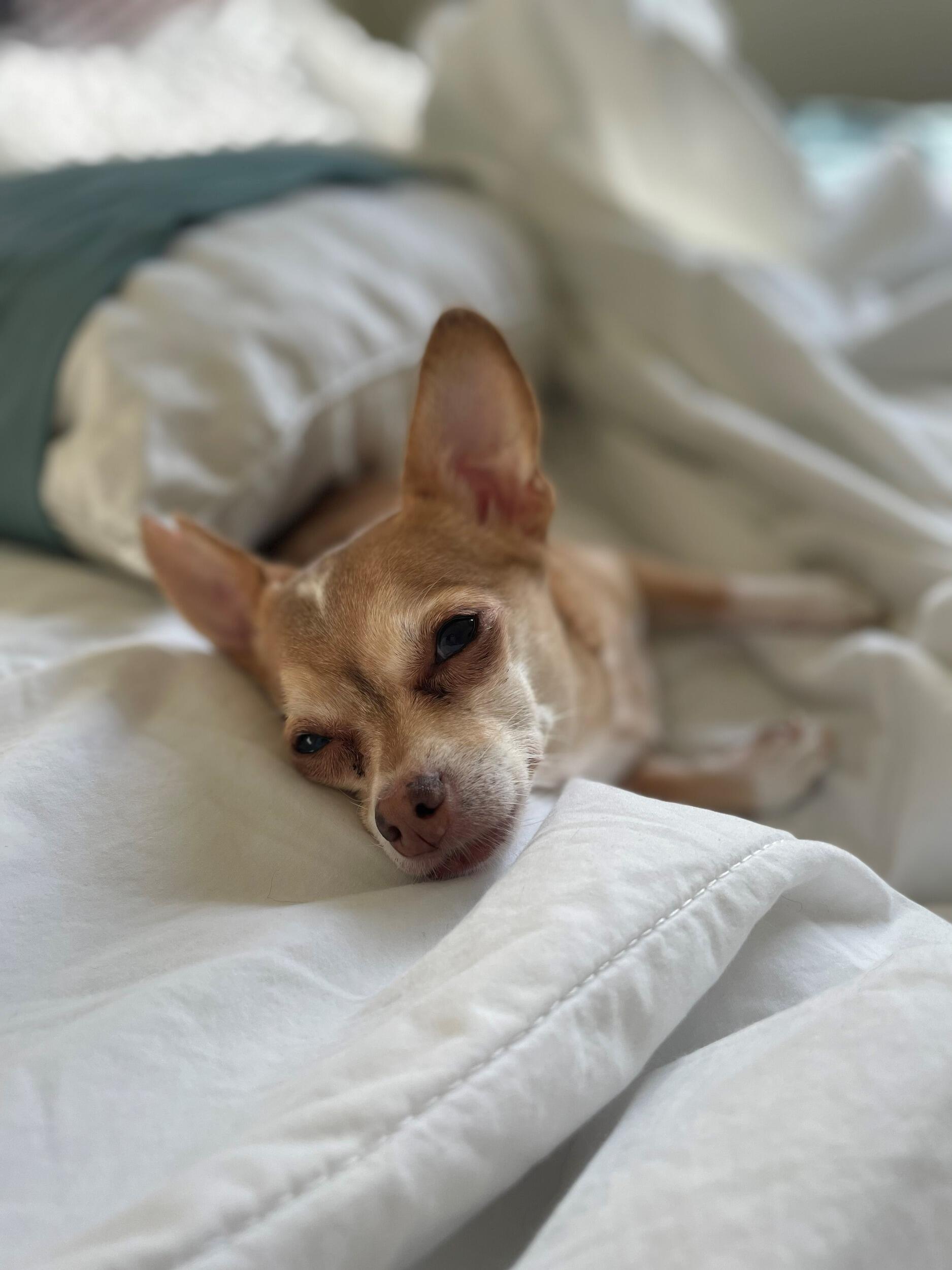 ~Chloe Jay pictured sun bathing in bed on a lazy Sunday
Nick and Crystal started to notice Chloe no longer wanted to play with Max and started exhibiting "old lady behavior". This was when the pair decided it may be time to get Max a playmate. 