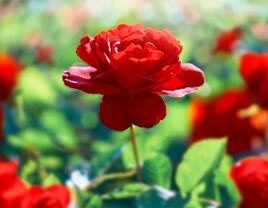 Field of roses.