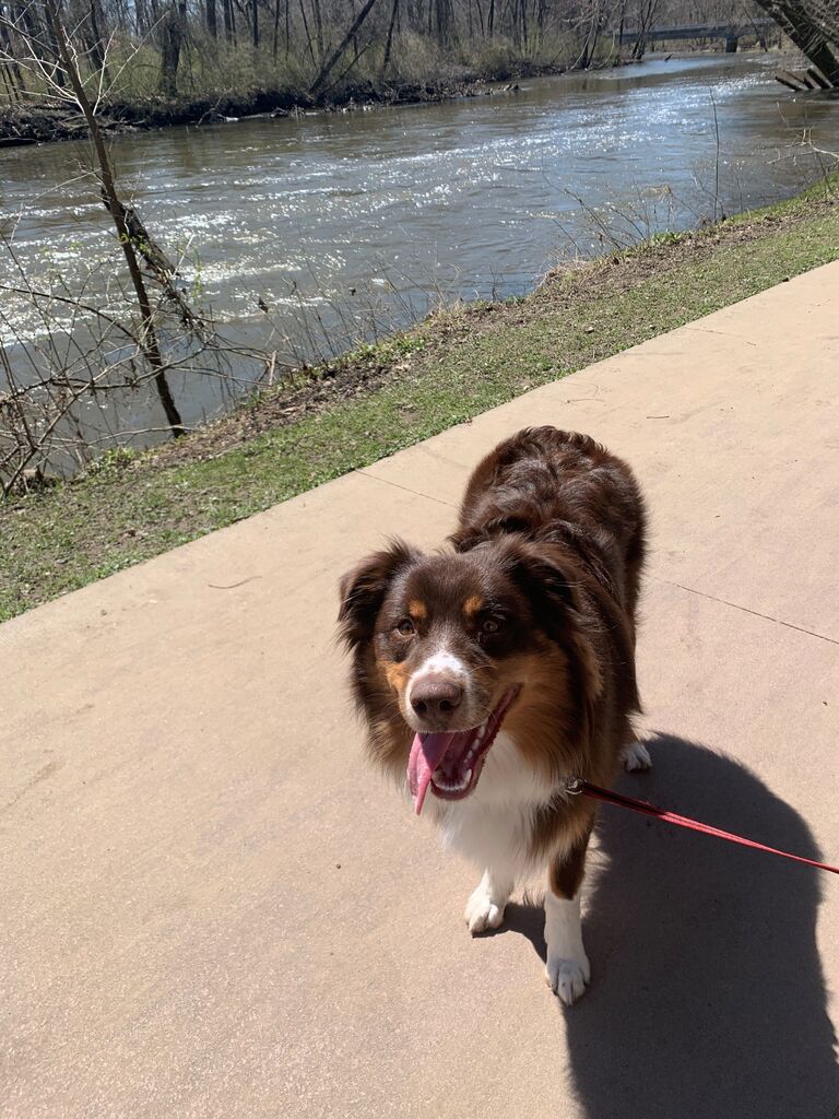 Our favorite thing to do during COVID - walking Kobe 