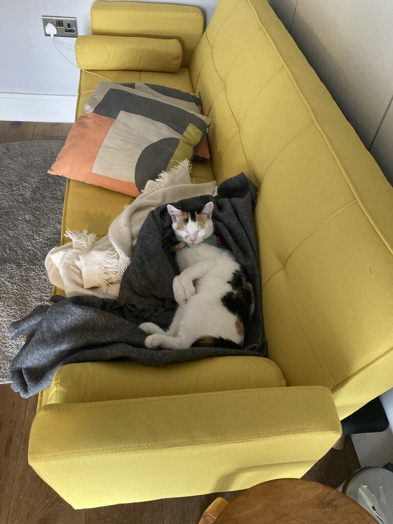 Lola entered Amy and Declan's lives in April 2020 and it has been furry joy ever since.