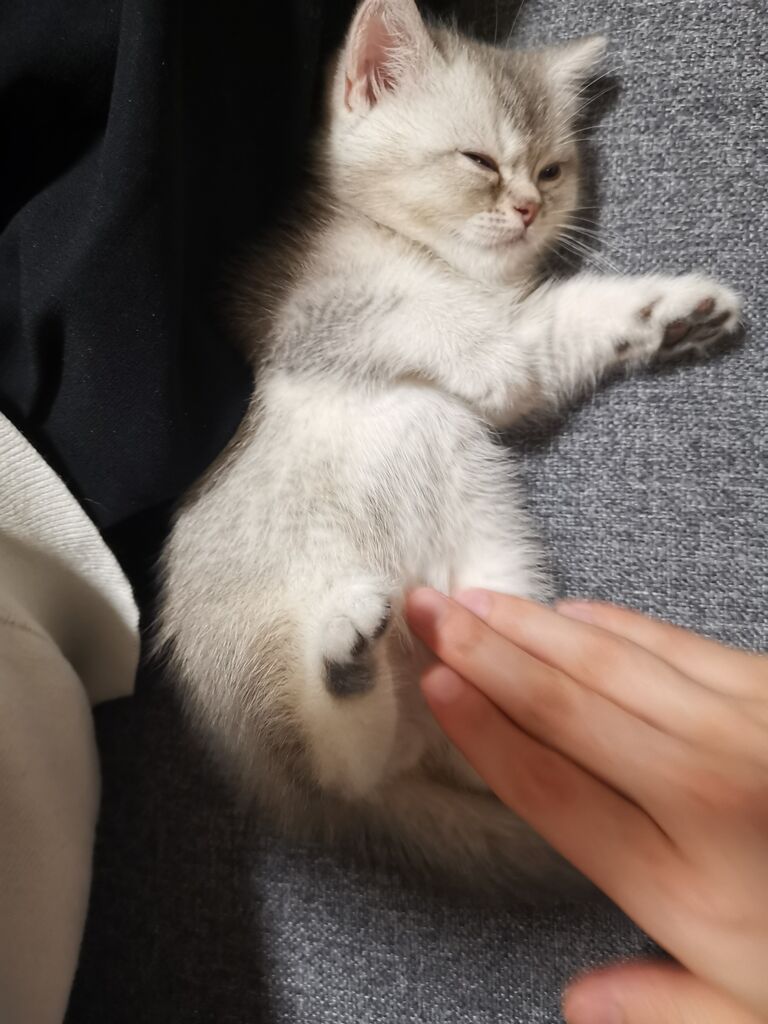 Welcome home, 虾球