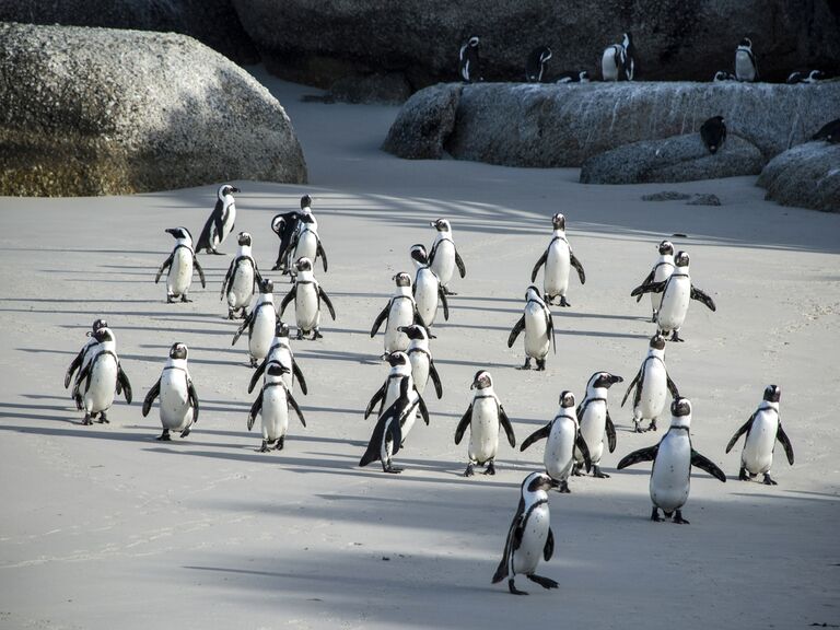 Penguins on Boulders Beach, Cape Town