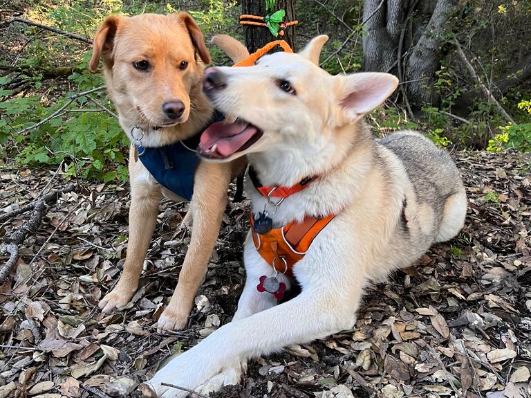 We got another puppy and named her Capers. Bagel, Lox, and Capers... 