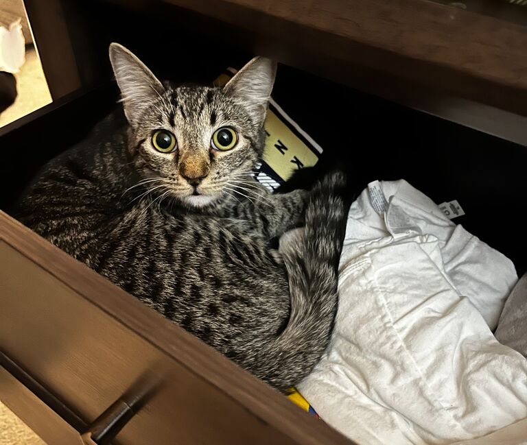 Became cat parents to Thea