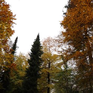 Gallery Photo 87