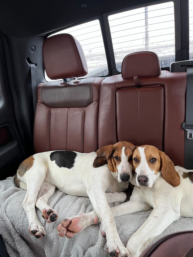 Dixie and Winnie get rescued from Wisconsin.