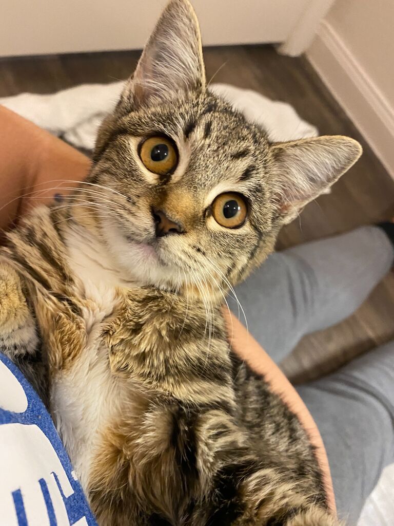 We adopt our cat Taquito