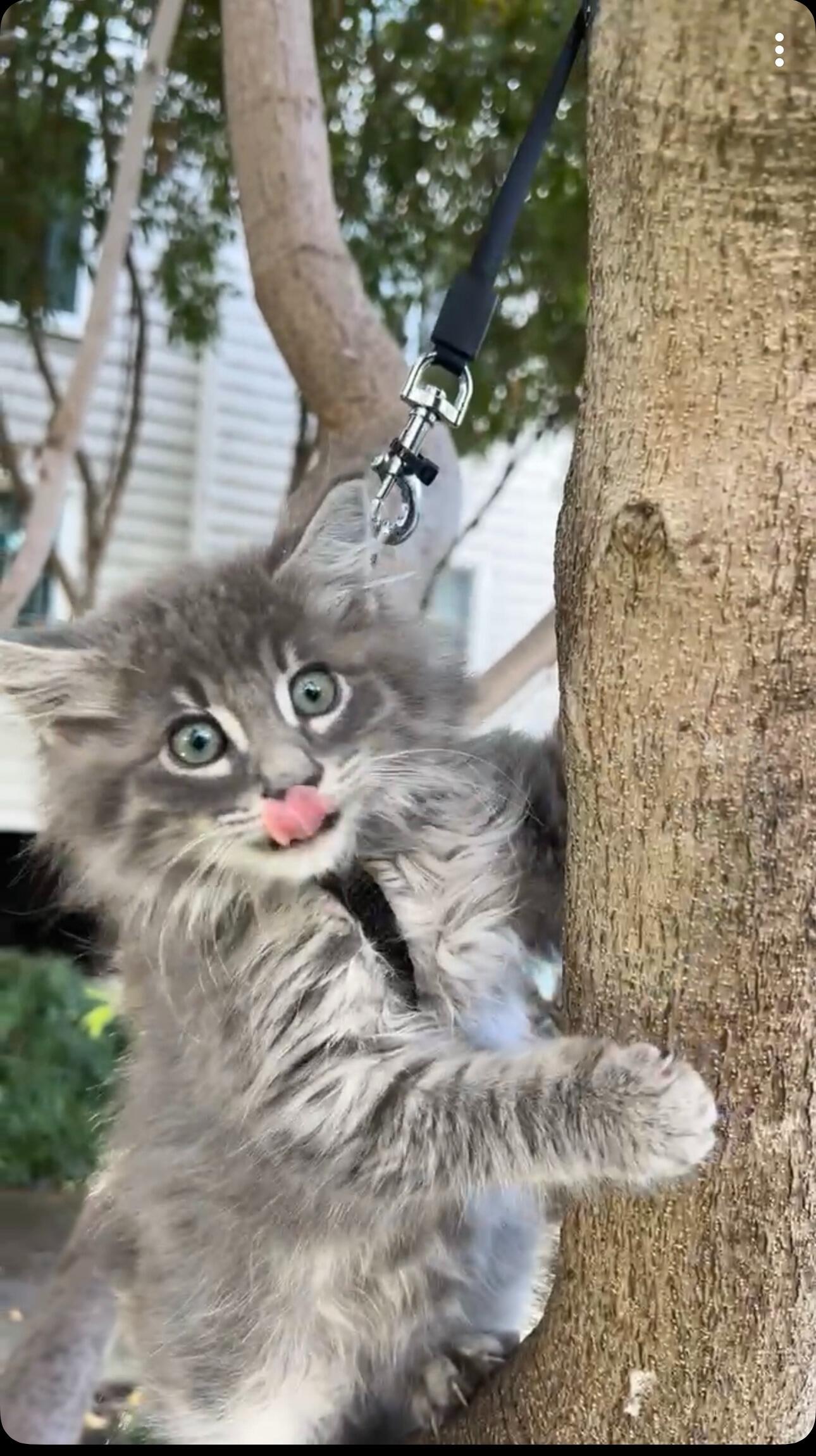 Michael and Tania rescued Merlin from the Fremont Fire Department.