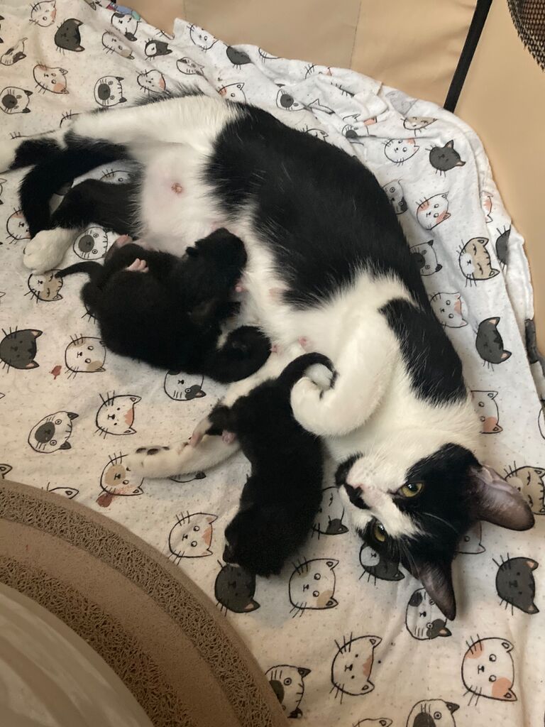 The baby has babies! Frida is a mom!