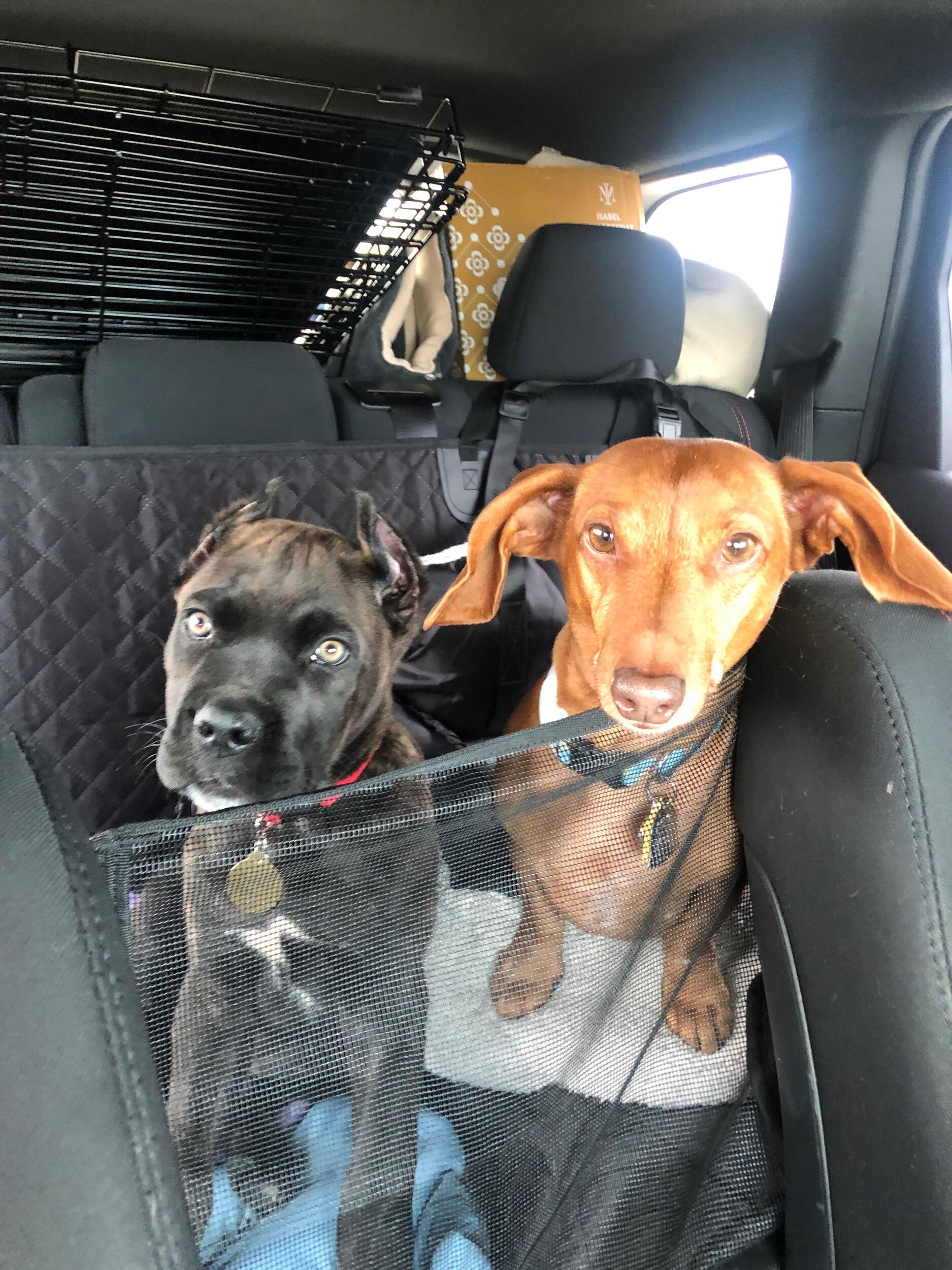The dogs got to meet their Grandma and Grandpa Weisert for the first time in Minnesota for Thanksgiving. 