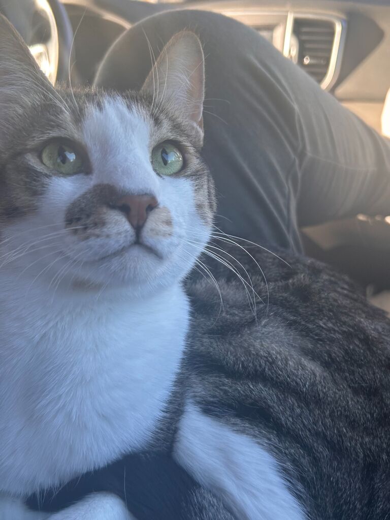 Vincent and Ricci adopt Michaelangelo the cat (AKA Mikey, AKA the ninja turtle)