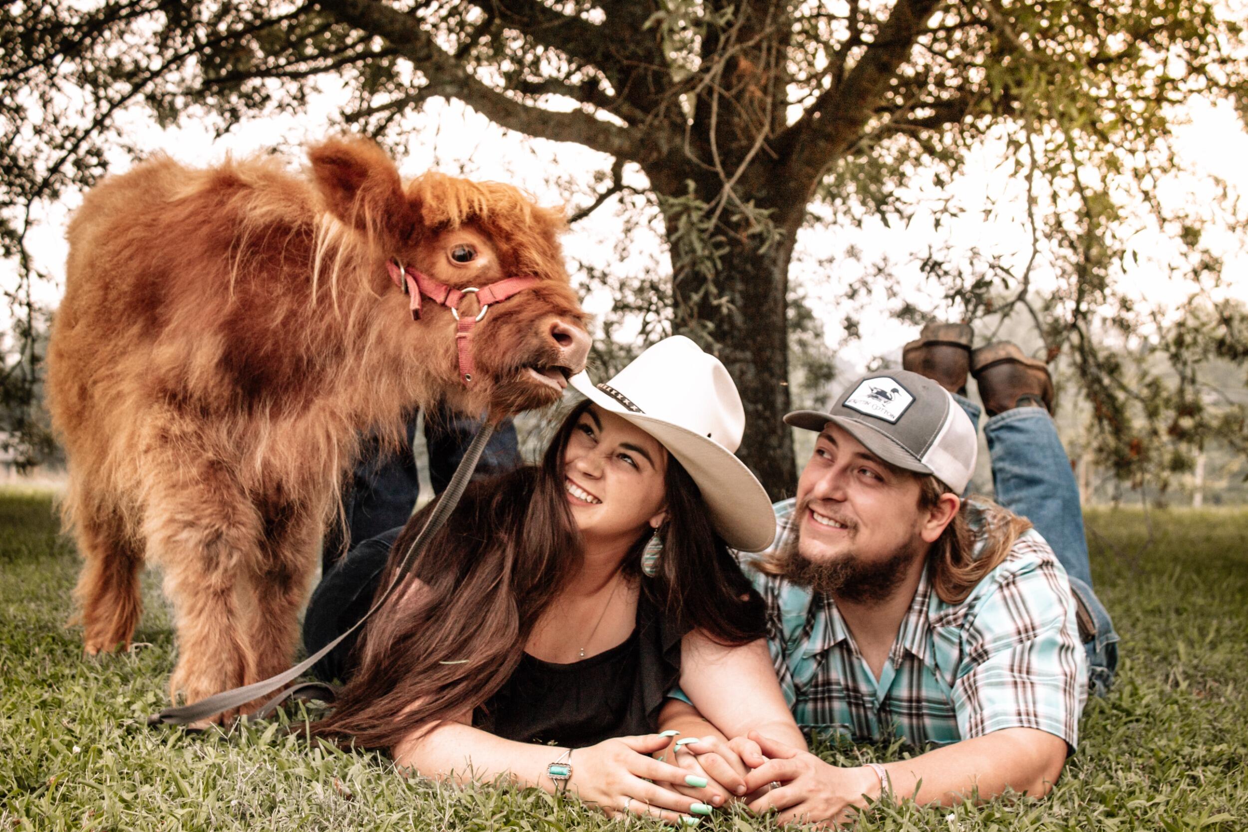 Pictures with Highland cows for Julia's birthday