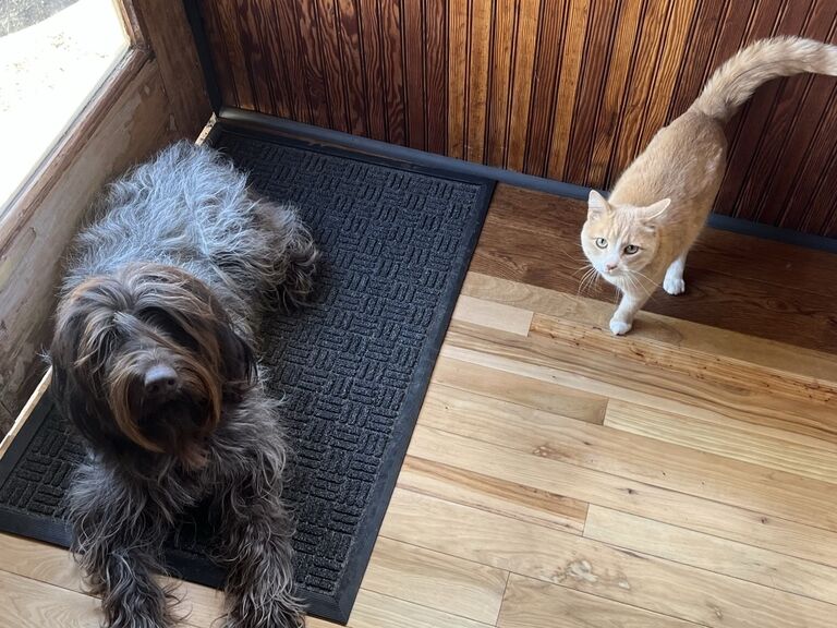 We moved in together and the animals, Tripod (the infamous three legged cat) and Sage (Wire Haired Pointing Griffon), mostly got along together