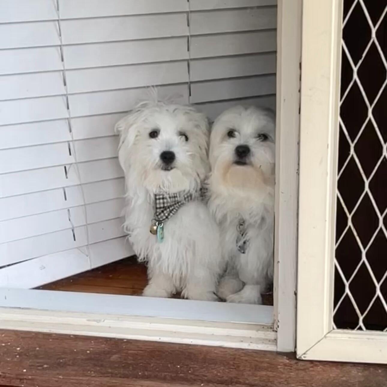 Matilda and Ben moved in together!!!! How was Ben going to deal with living with such a wonderful, caring and absolutely gem of a human being? Wow he is so lucky. The dogs seem to think so!