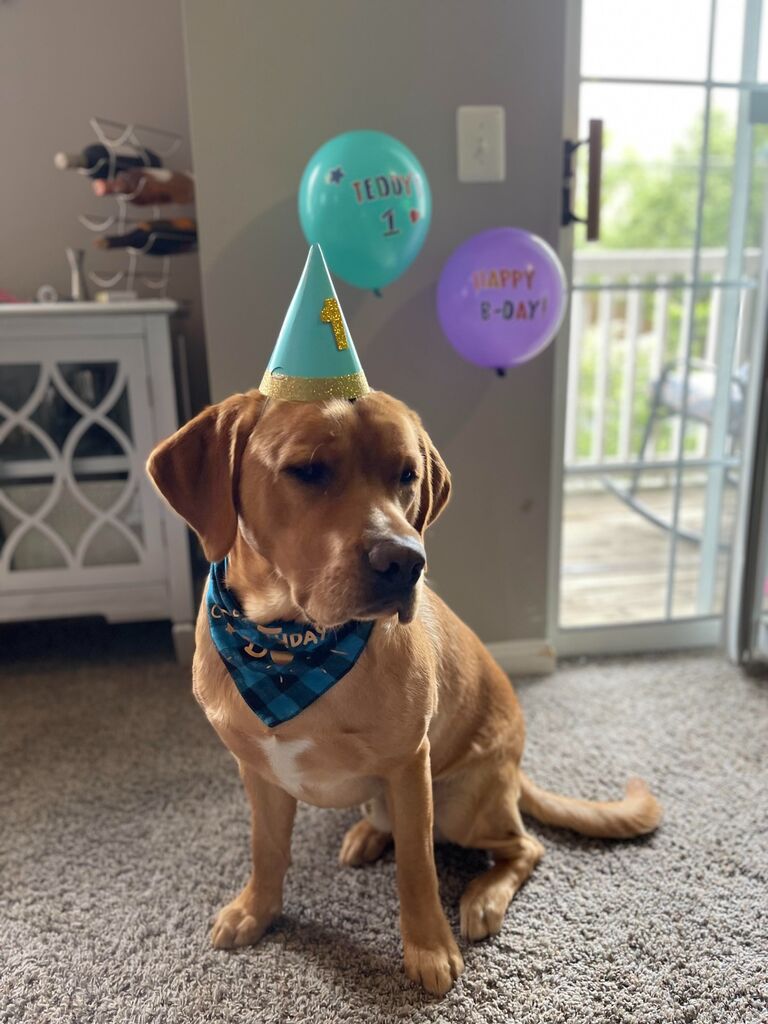 We celebrated Teddy's 1st Birthday!