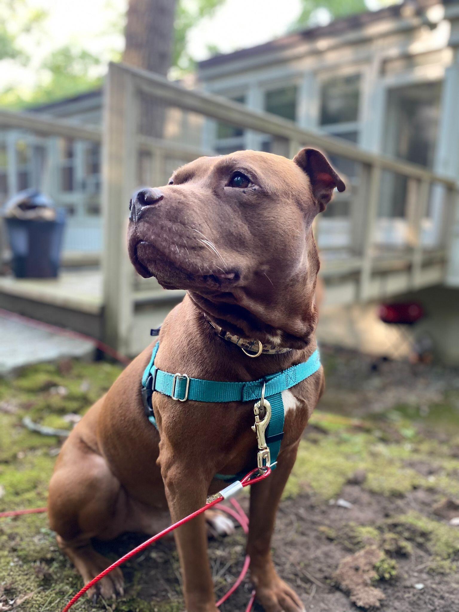Flannigan surveying his domain while Joyce was working at Wellesley College, MA.