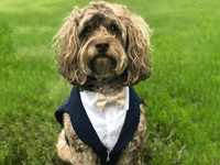 Dog in dog tuxedo for wedding. 