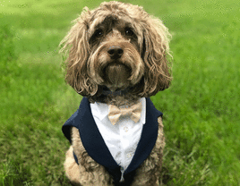 Dog in dog tuxedo for wedding. 