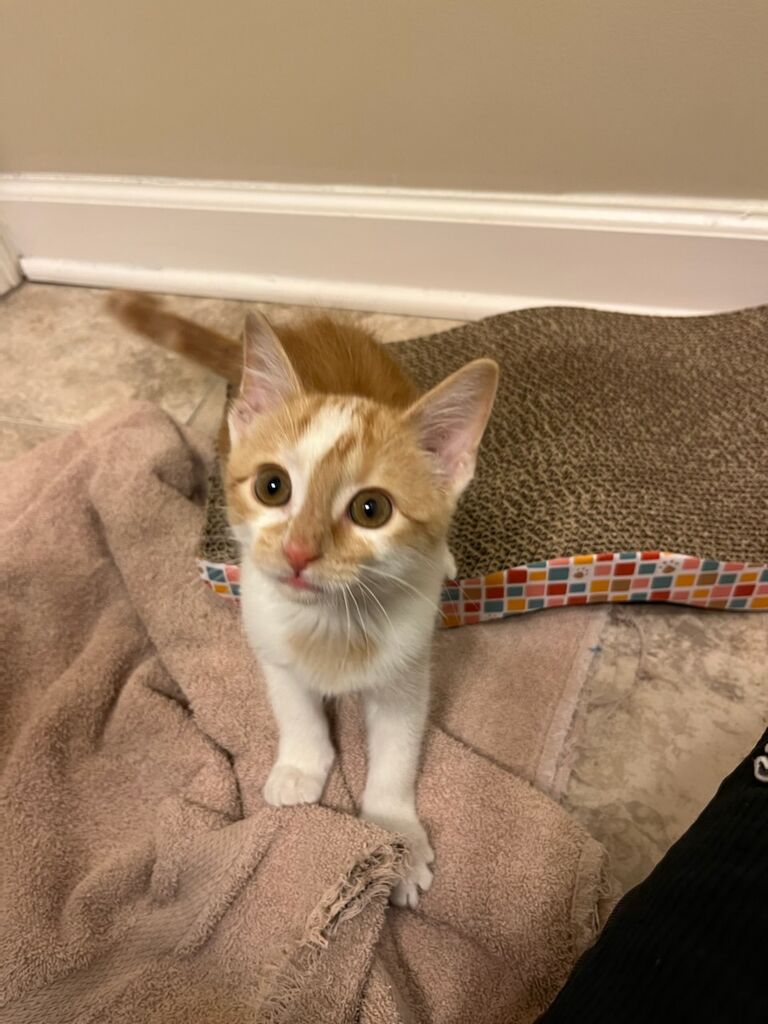 Sunny joined our family.