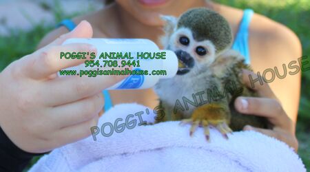 EXOTIC ANIMAL PARTIES | Rentals - The Knot