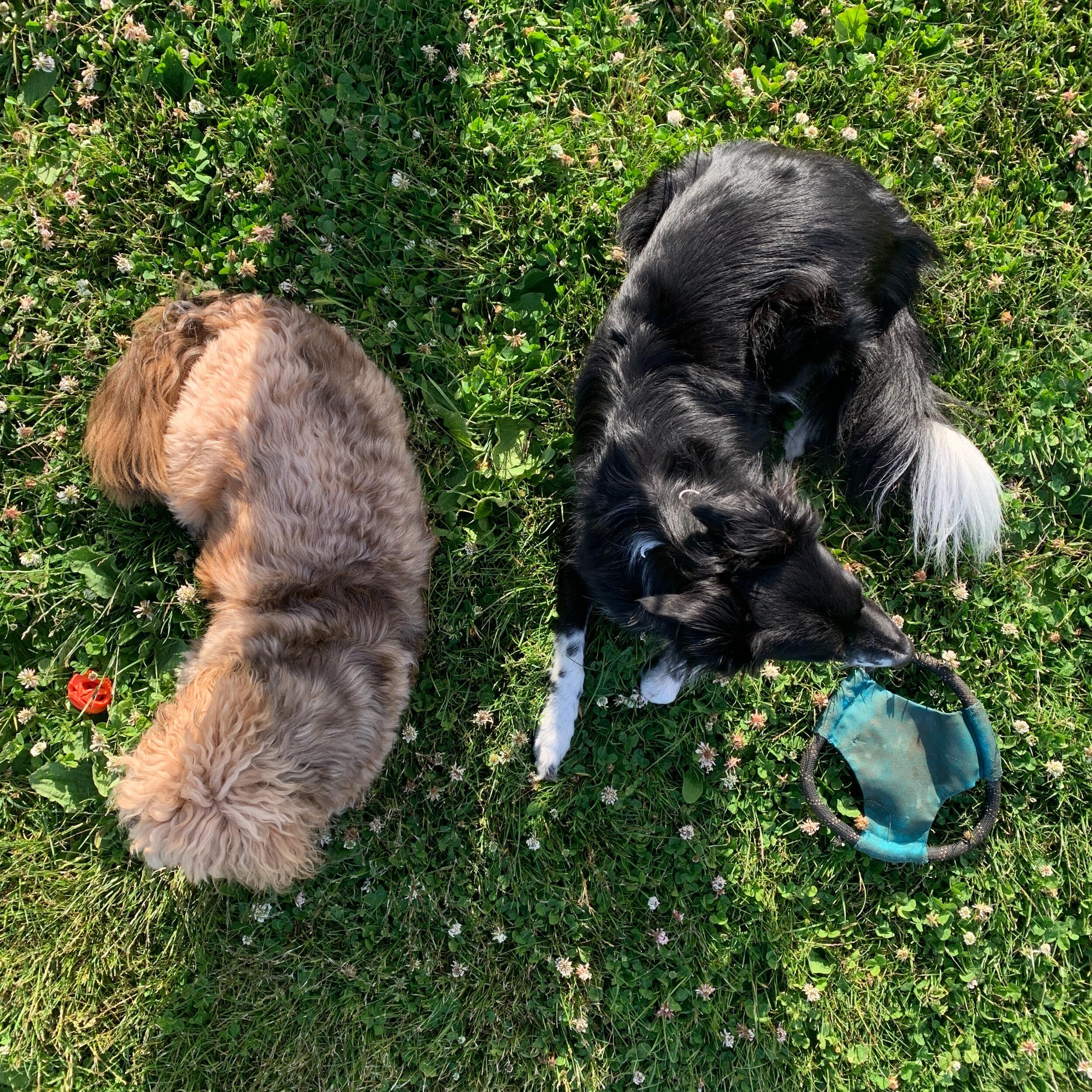 A three month friendship (crush) develops. And knowing only their dogs' names, Pepper's Mom and Mister's Dad. Both Maia and Mike start to show up at Bushrod in hopes of seeing the other and their respected pet.