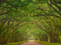 The Iconic oak lined road at Wormsloe Plantation in Savannah, Georgia