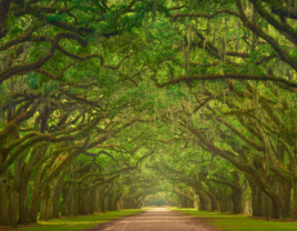 The Iconic oak lined road at Wormsloe Plantation in Savannah, Georgia