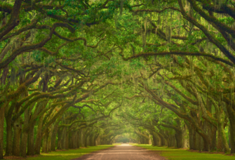 The Iconic oak lined road at Wormsloe Plantation in Savannah, Georgia
