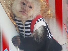 Miki the monkey - Circus Performer - Little Rock, AR - Hero Gallery 2