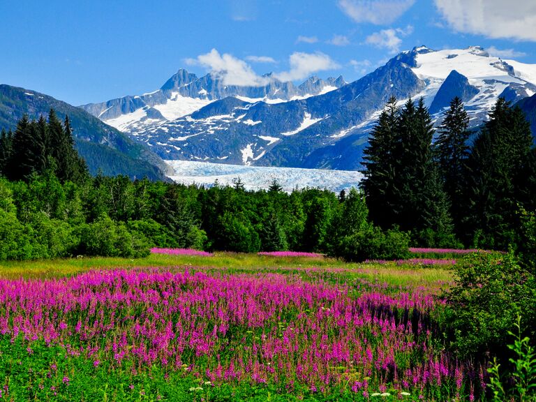 Mendenhall Glacier in Juneau, AK with Fireweed in bloom